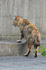 吾輩は猫である、ニャー # 389