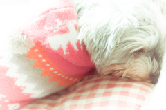 my pretty dog # 133