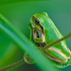 カエル