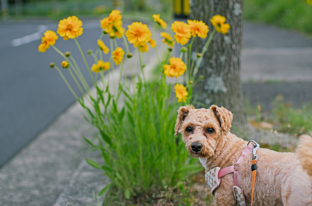 my pretty dog Ⅱ # 309