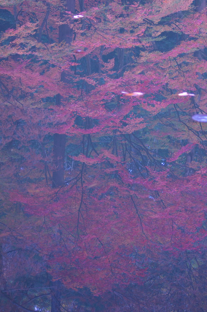 晩秋の紅葉 Ⅸ ～ 水鏡 ～