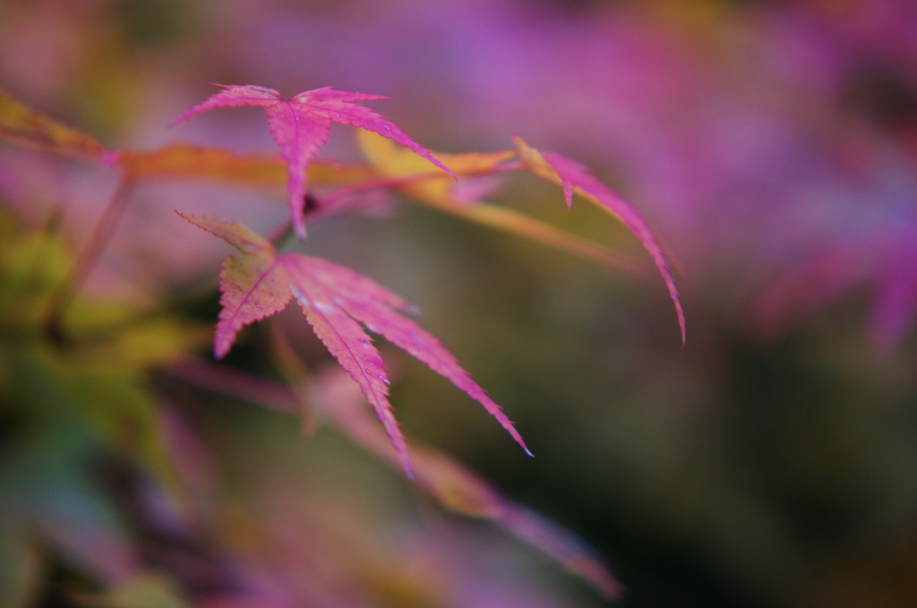 紅葉散歩　Ⅳ