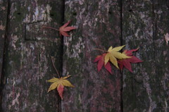 紅葉散歩　Ⅵ