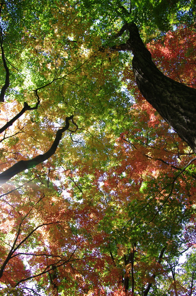 紅葉散歩　Ⅱ