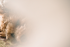 my pretty dog Ⅱ # 243