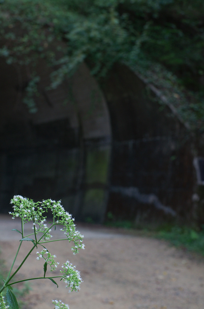 秋の草花　～オトコエシ～