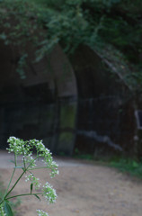 秋の草花 ~オトコエシ~ 秋の草花 ~オトコエシ~