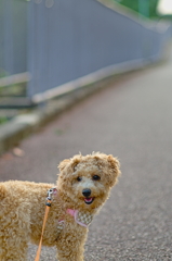 my pretty dog Ⅱ # 136