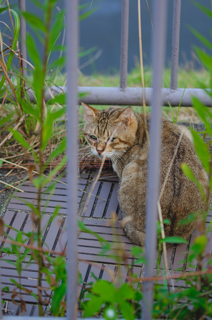 吾輩は猫である、ニャー # 438