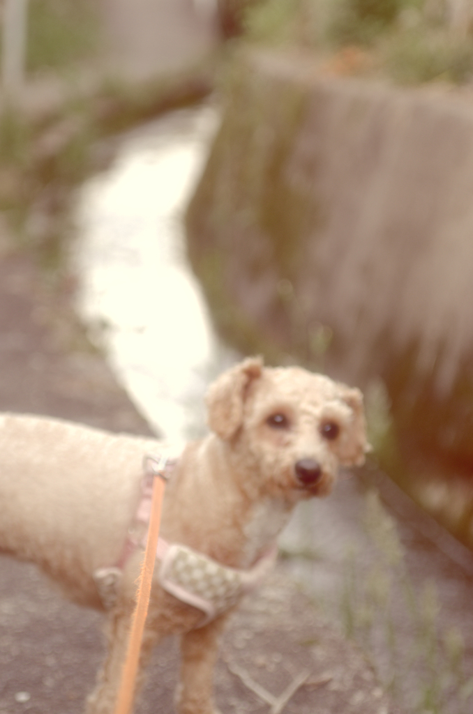 my pretty dog Ⅱ # 313