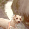 my pretty dog Ⅱ # 313