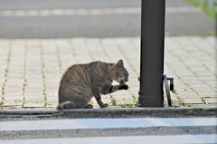 吾輩は猫である、ニャー # 383