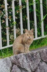 吾輩は猫である、ニャー # 377