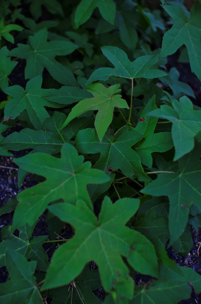leaf #29
