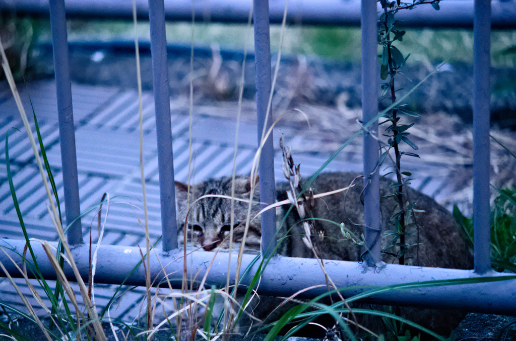 吾輩は猫である、ニャー# 85