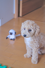 my pretty dog Ⅱ # 60
