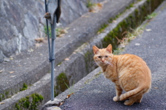 吾輩は猫である、ニャー # 686