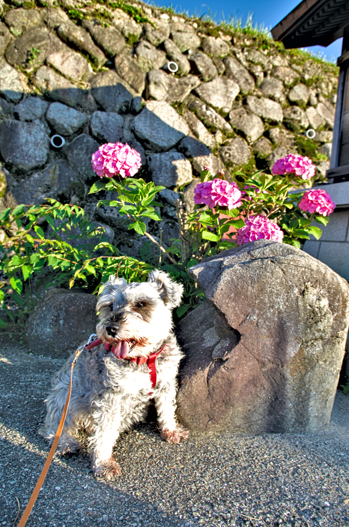 my pretty dog # 260