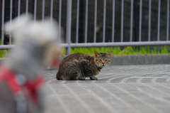 吾輩は猫である、ニャー # 418