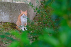 吾輩は猫である、ニャー # 871