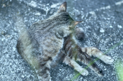 吾輩は猫である、ニャー # 247