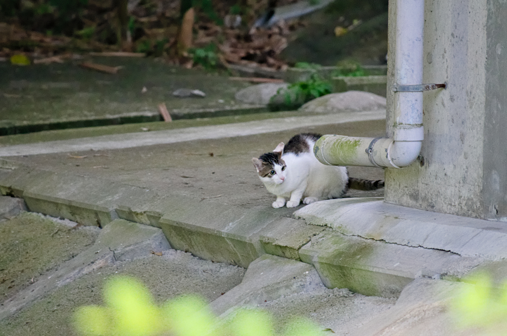 吾輩は猫である、ニャー # 298