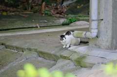 吾輩は猫である、ニャー # 298