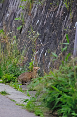 吾輩は猫である、ニャー # 304