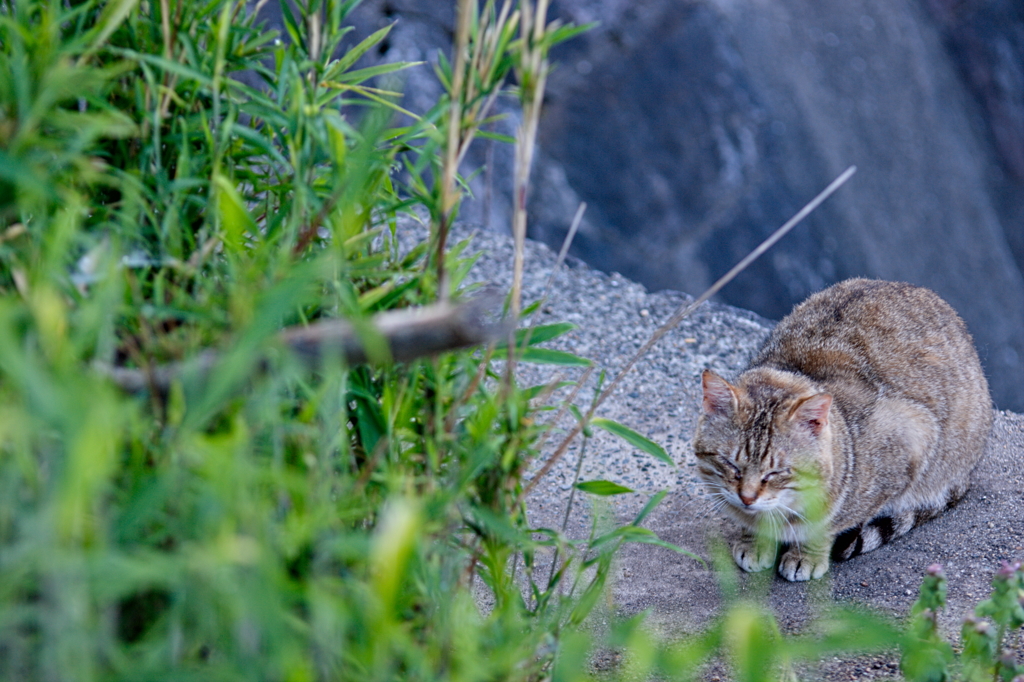 吾輩は猫である、ニャー # 131
