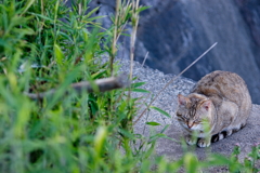 吾輩は猫である、ニャー # 131