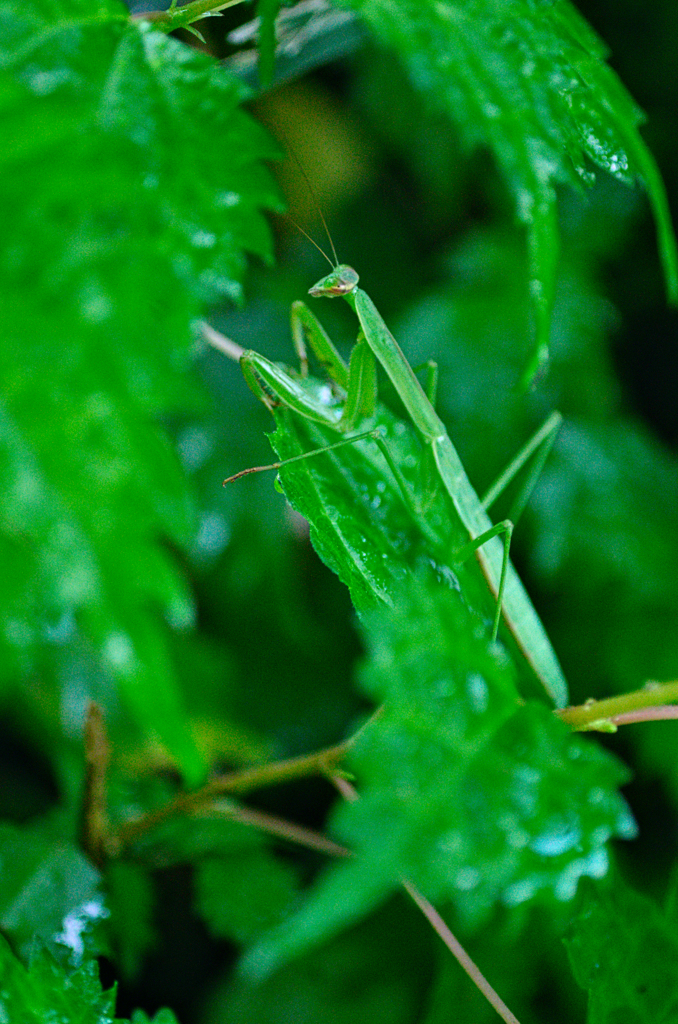 カマキリ