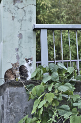 吾輩は猫である、ニャー # 225