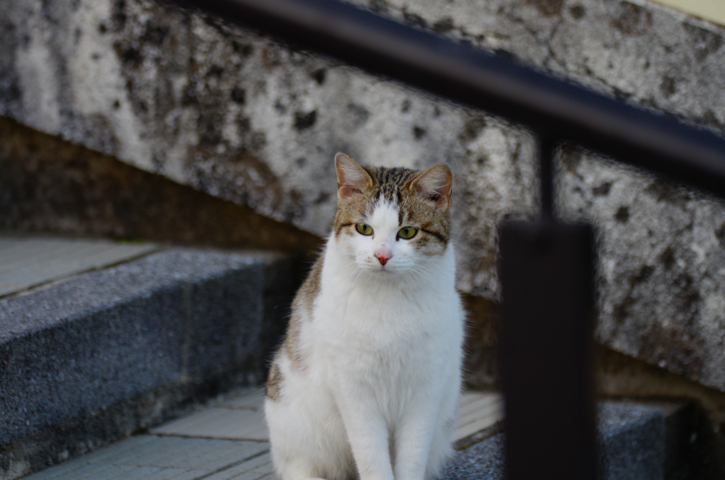 吾輩は猫である、ニャー # 76