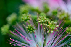 ネムの花