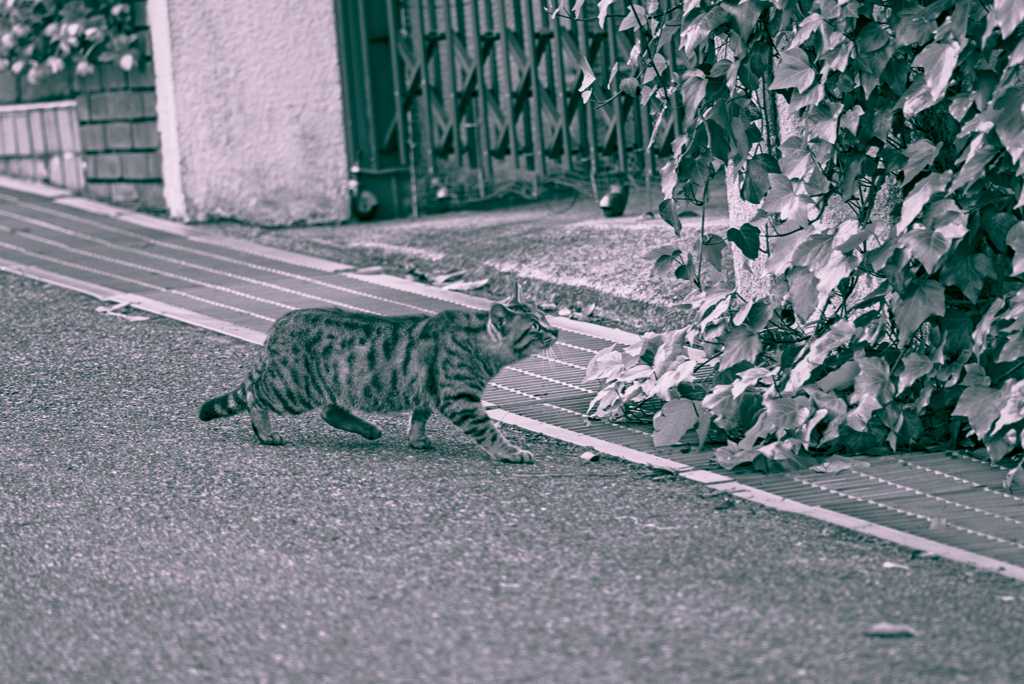 吾輩は猫である、ニャー # 964
