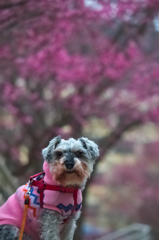 my pretty dog # 159