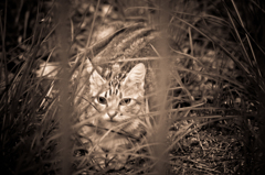 吾輩は猫である、ニャー # 33