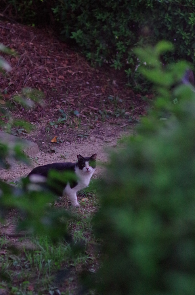 cat