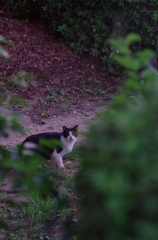 cat