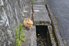 吾輩は猫である、ニャー # 159 吾輩は猫である、ニャー # 159