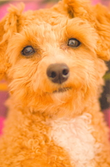 my pretty dog Ⅱ # 190