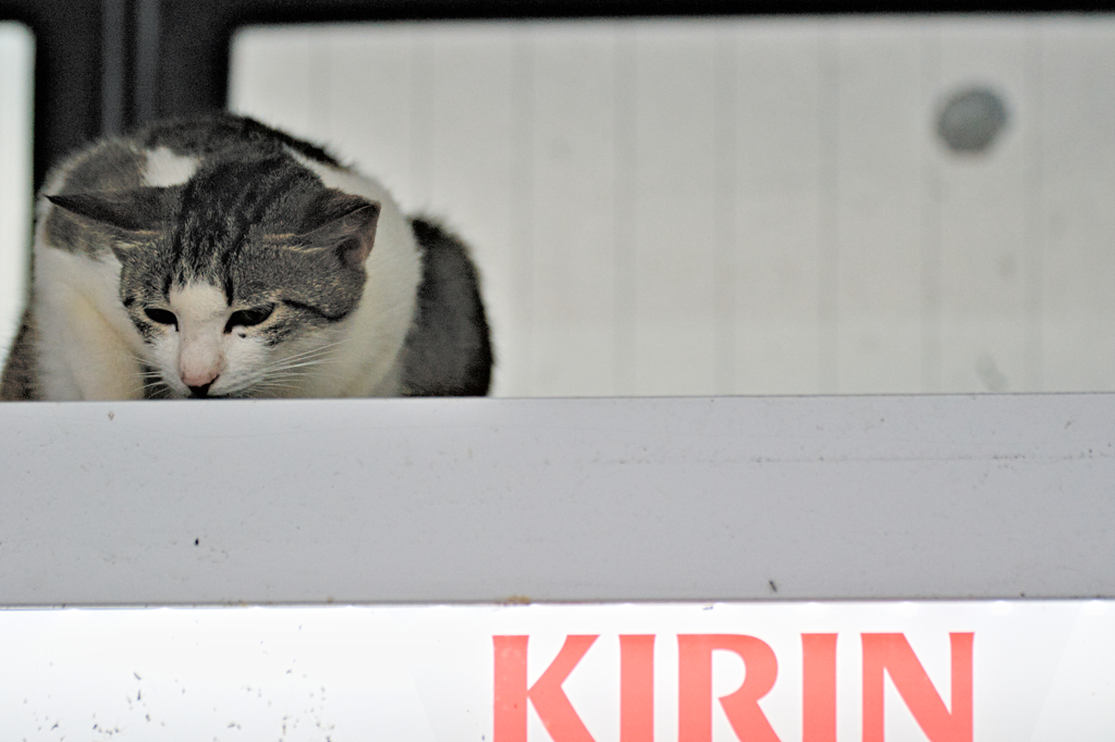 吾輩は猫である、ニャー # 292