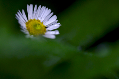 雨上がりの草花