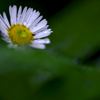 雨上がりの草花