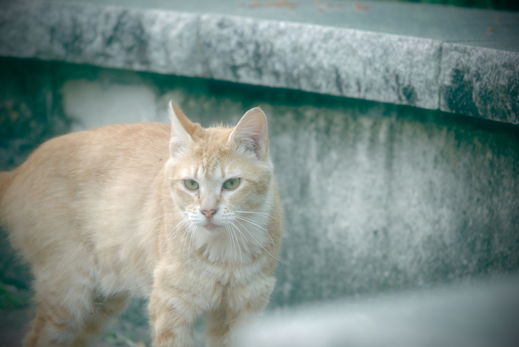 吾輩は猫である、ニャー # 1043