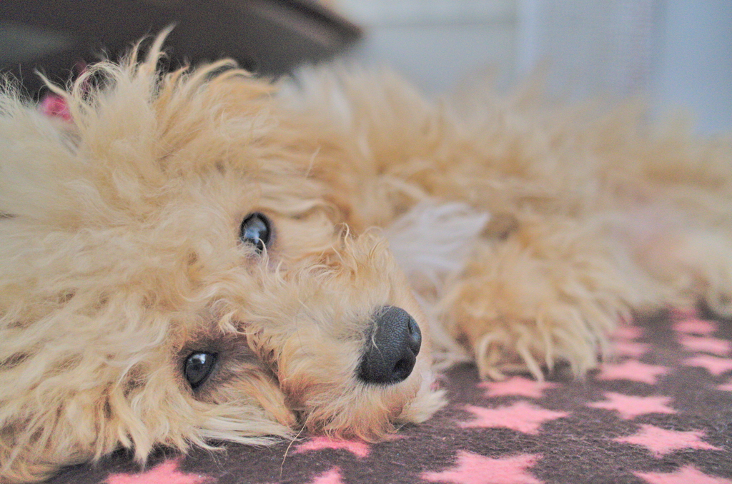 my pretty dog Ⅱ # 31