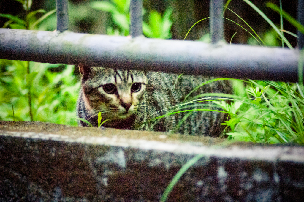 吾輩は猫である、ニャー # 17