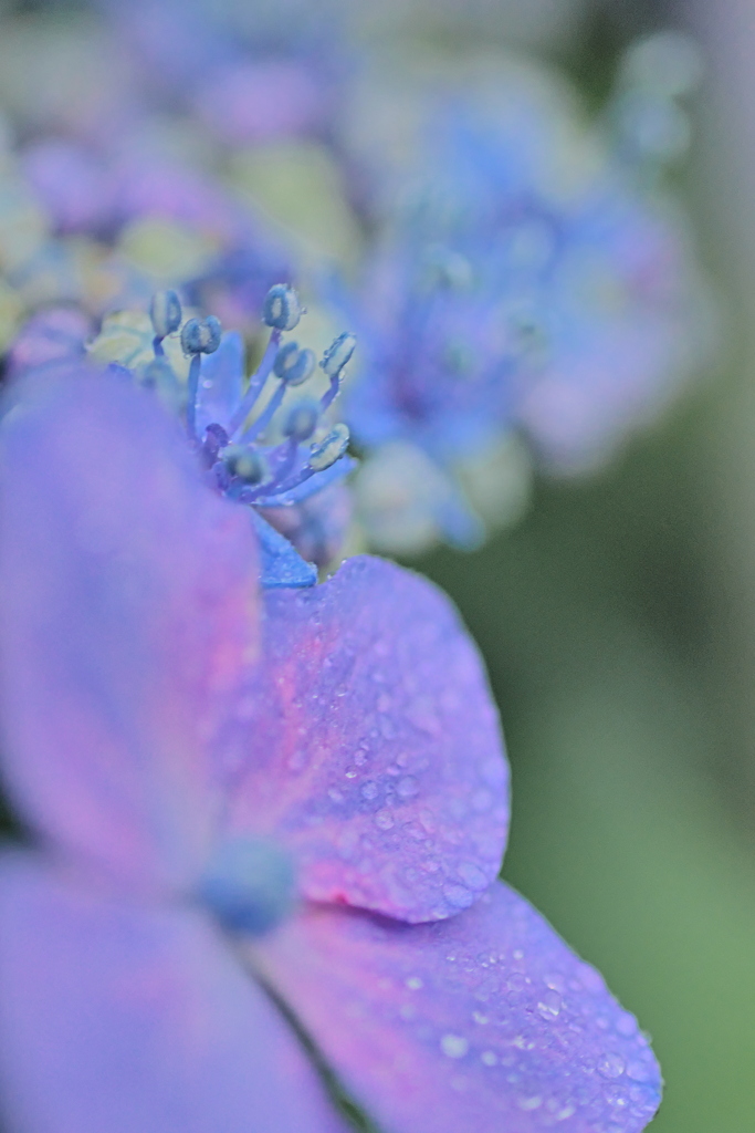 濡れた紫陽花