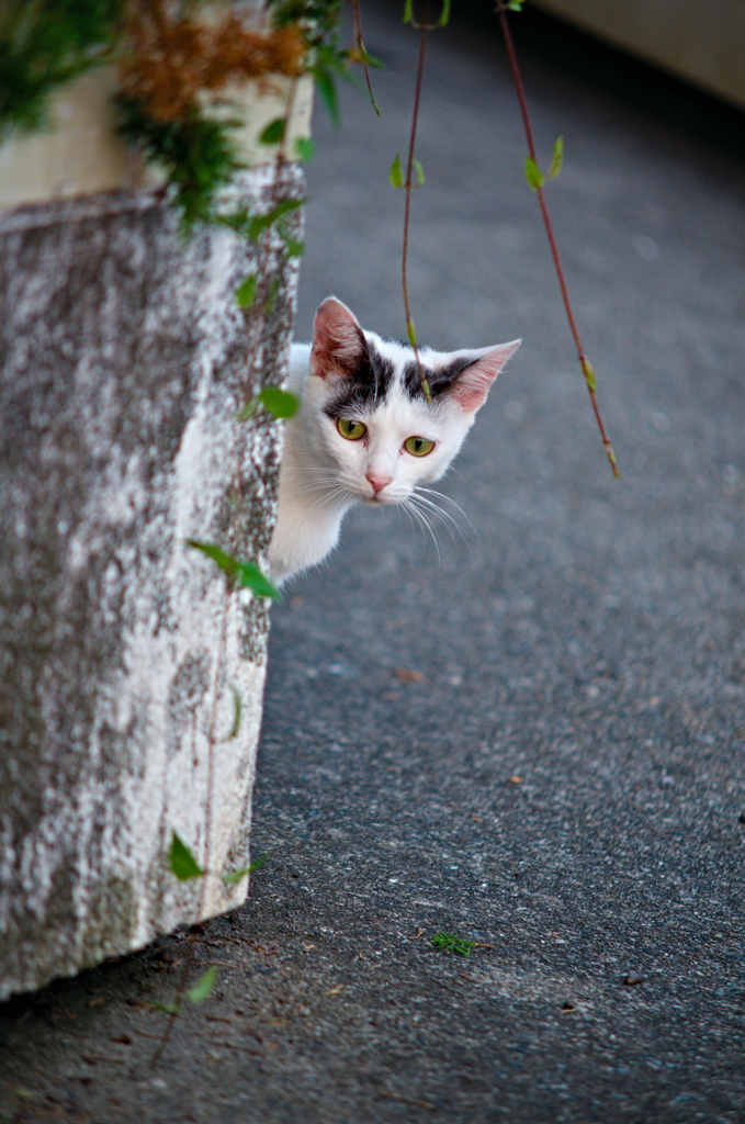吾輩は猫である、ニャー # 817