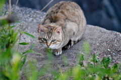 吾輩は猫である、ニャー # 129